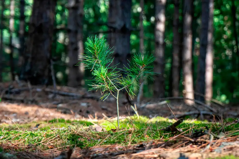 ECO4FOREST: el balanç d'un compromís que no para de créixer