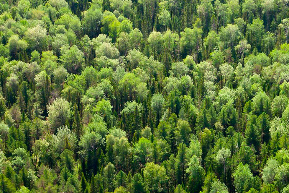 El proyecto ECO4FOREST ya cuenta con 166 árboles plantados gracias a la colaboración con nuestros clientes