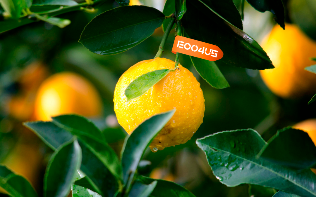 Eco4Forest 2025: Ya hemos plantado 1.315 árboles gracias a la confianza de nuestros clientes