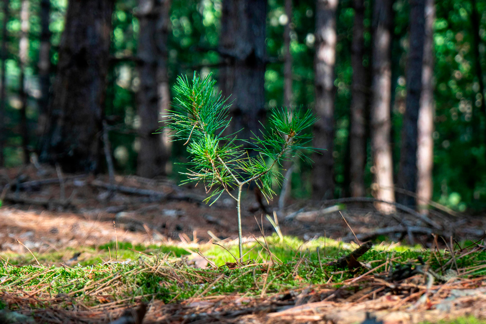 ECO4FOREST: el balance de un compromiso que no deja de crecer